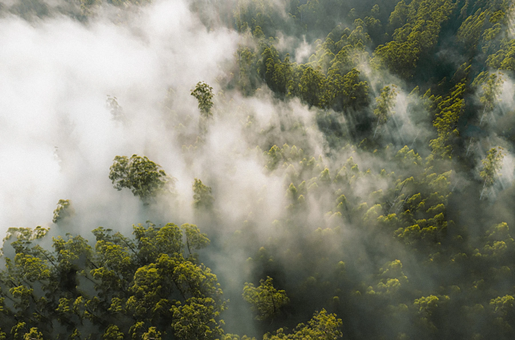Mist rising through the original MABU forest landscape